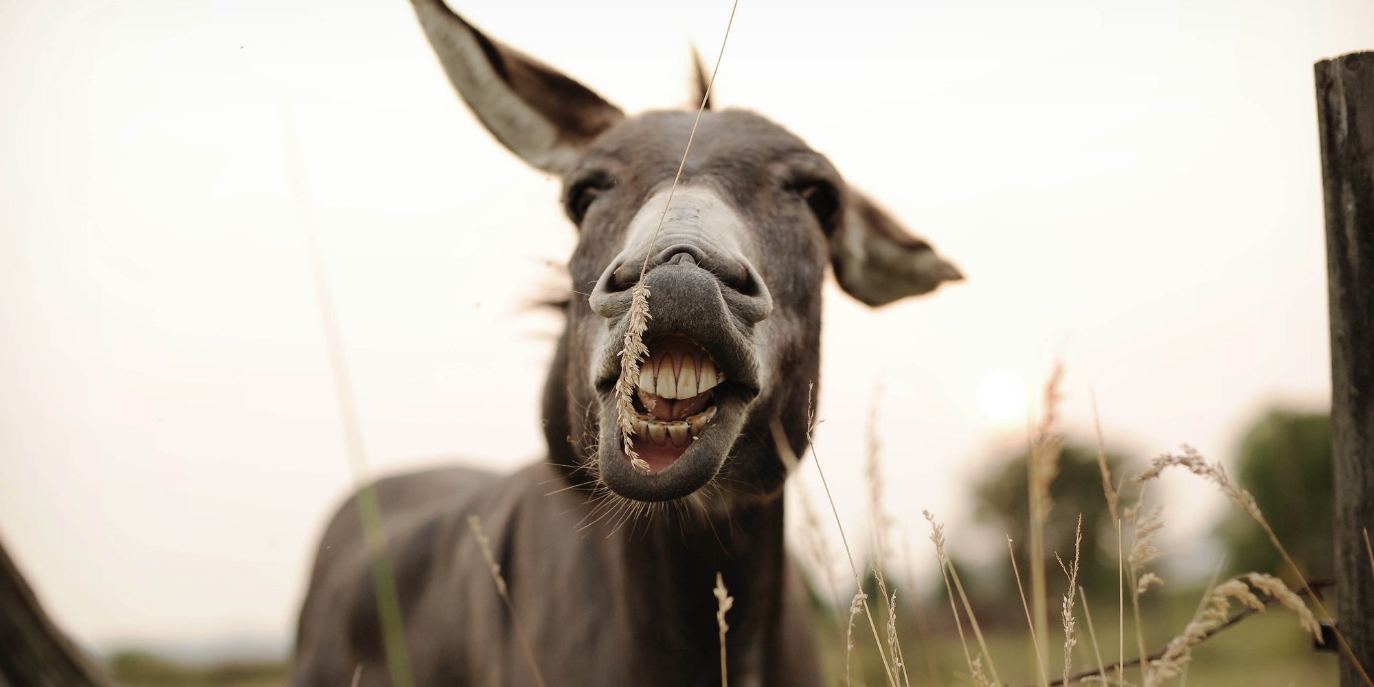 Осел. Осел. Смешной осел. Ишак бухарский. Ишак смеется.