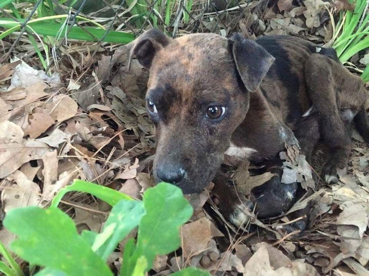 Injured Maximus is found starving and injured in the cemetery.