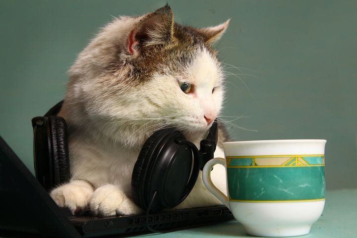 This cat is both stressed and very, very excited about his to-listen list.