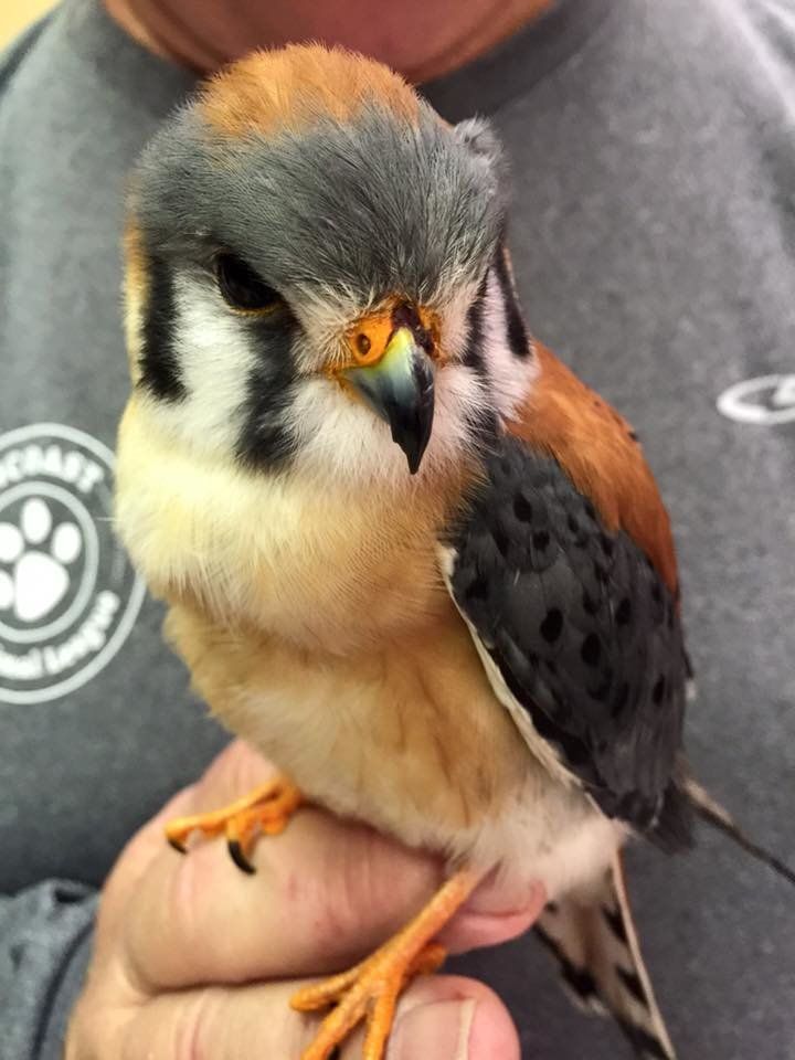 The smallest falcon in North America, kestrels are nicknamed “sparrow hawks.” 