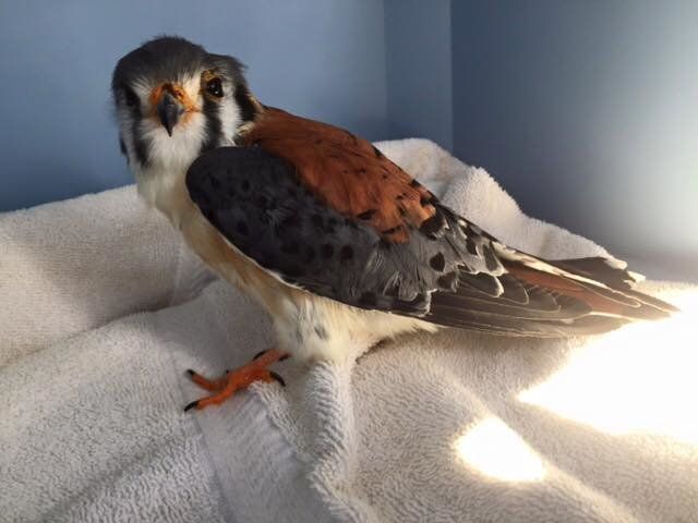 The Southeastern American kestrel is listed as “threatened” in Florida, mainly due to habitat destruction from agriculture and residential development.