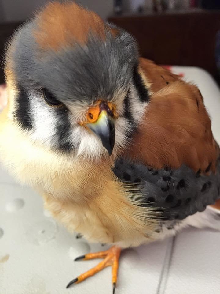 Though American kestrels are predators, they’re also prey for larger predatory birds. 