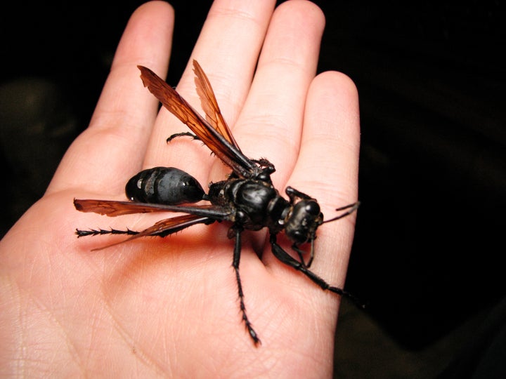 The delightful tarantula hawk wasp. Its sting pain is "blinding, fierce, shockingly electric."