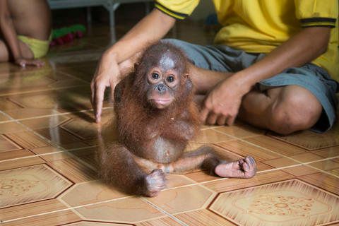 This is not normal behavior for a young orangutan.