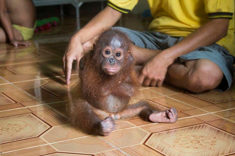 This is not normal behavior for a young orangutan.