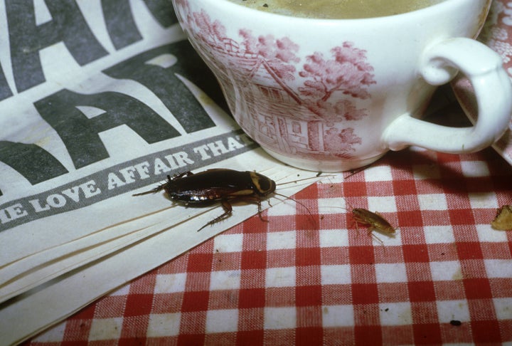 An American cockroach enjoying a picnic.