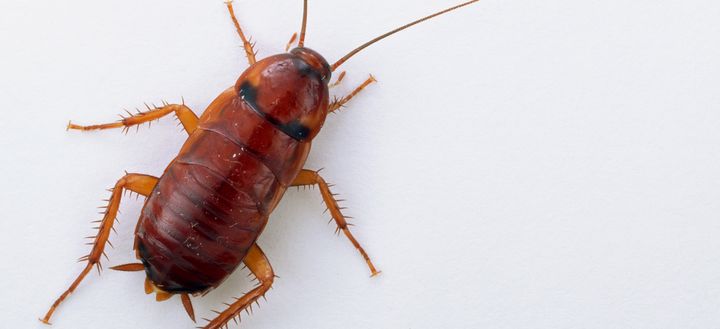 This Surinam cockroach does not need a man. And it's a good thing, because there aren't any. 