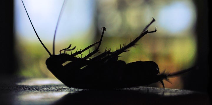 If cockroaches go, we're in big trouble. 
