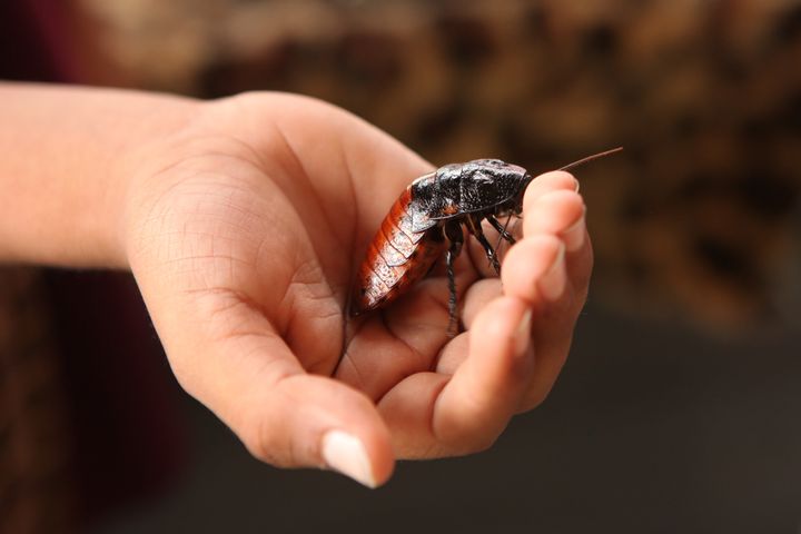 Looks aren't everything. (Pictured: Madagascar hissing cockroach)