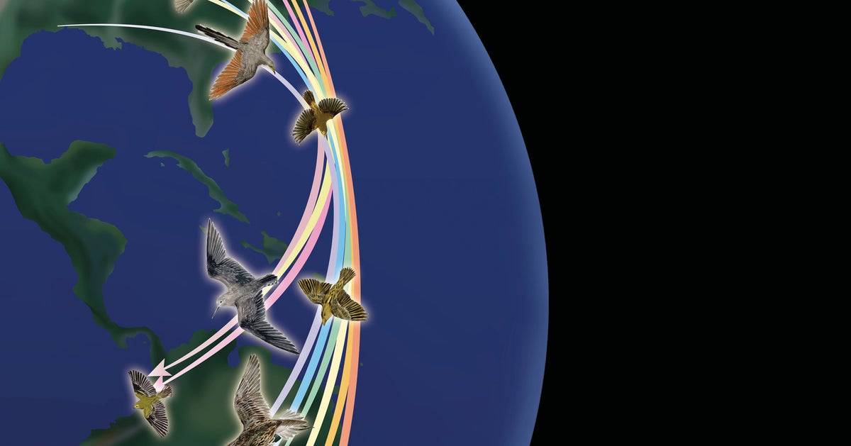 Bird Drop Map Mesmerizing Map Reveals Exactly Where Birds Spend The Winter | HuffPost ...