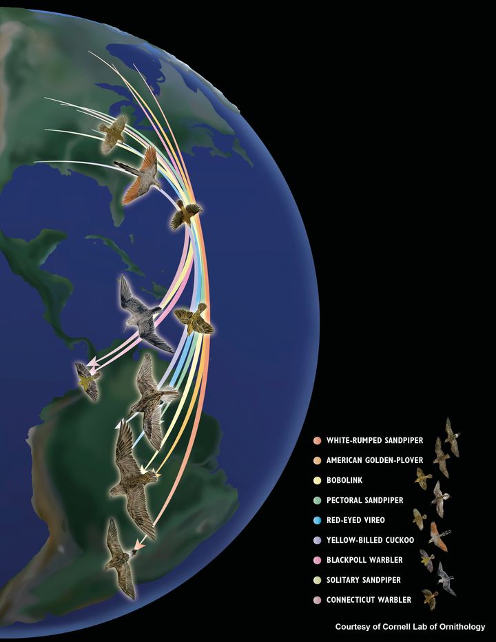 According to a new study, this drawing depicts the migratory patterns of birds across North and South America.