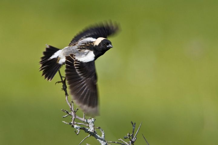 A bobolink flying off a branch in Ontario, Canada.