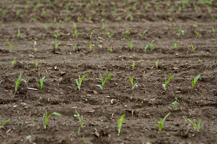 If you plant seeds of doubt in a company's financial performance, they may grow.
