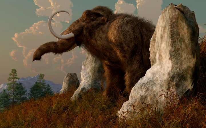 The bones of a mammoth were found at Oregon State University's Reser Stadium.