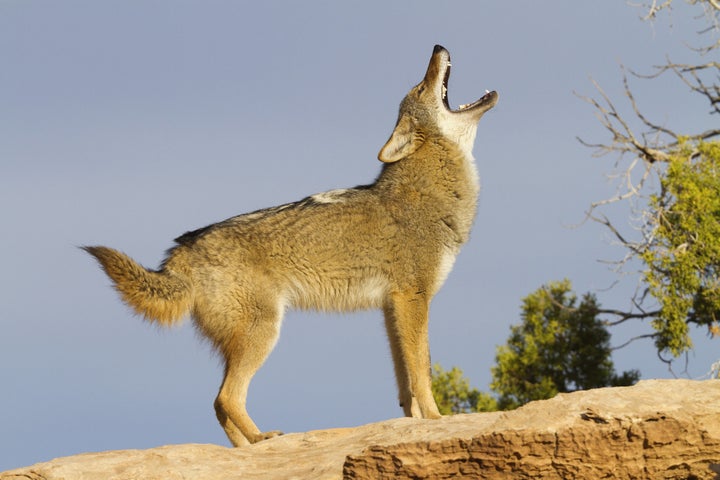 A file image of a coyote. Coyotes exhibiting strange behavior in Northern California may have been eating hallucinogenic mushrooms.