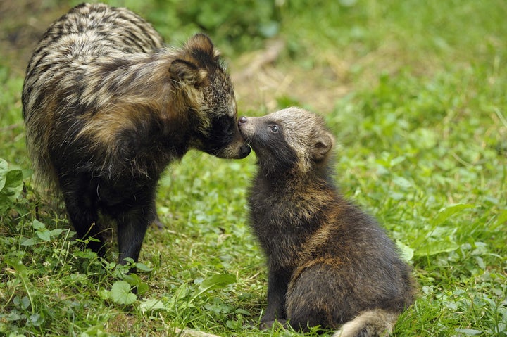 A mother raccoon dog in the wild with her pup.