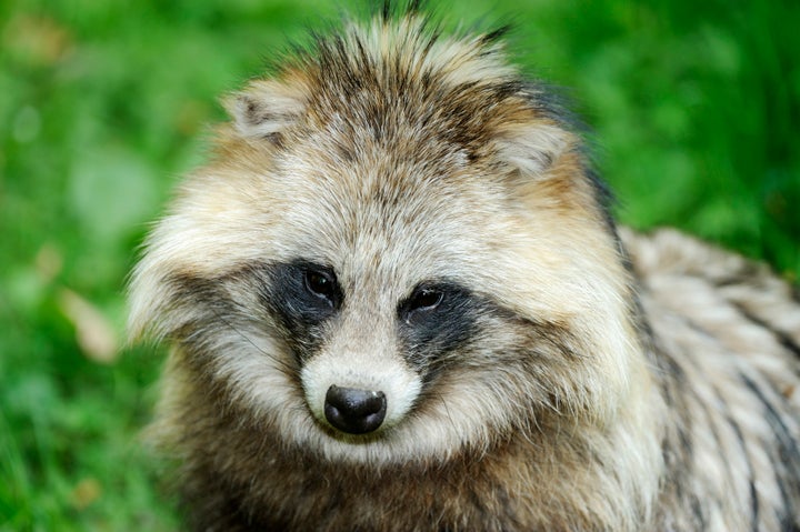 Portrait of a raccoon dog.