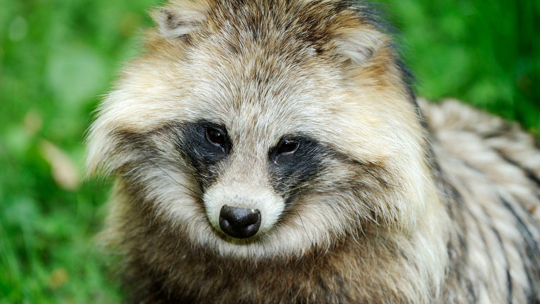 are raccoon dogs actually dogs