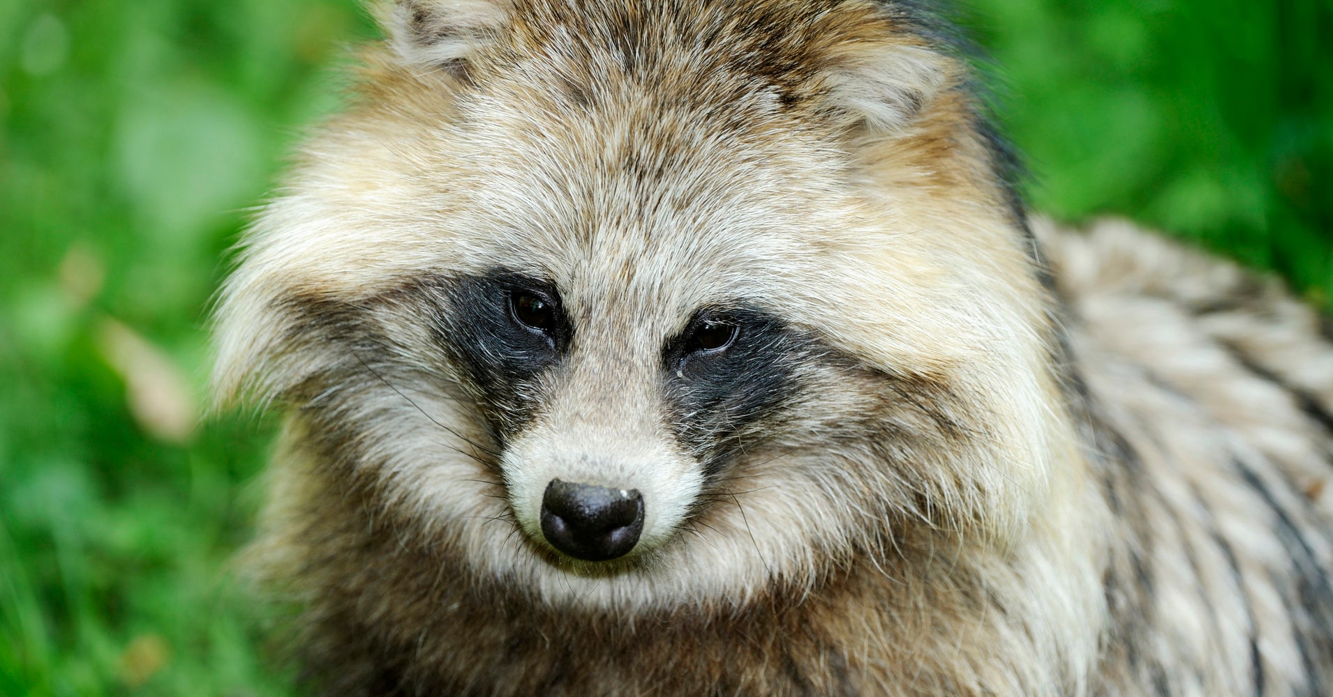 Your Faux Fur Could Have Come From An Animal Just Like Tanu The Raccoon ...