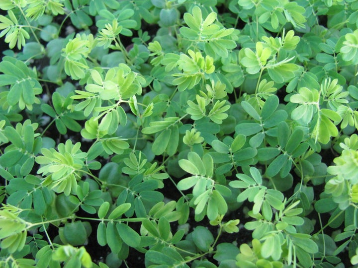 The leaves of the Mimosa pudica, whose roots emit a wasteful smell.