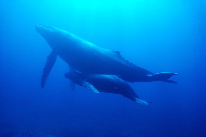 A humpback whale mother and calf swim off the coast of Hawaii.