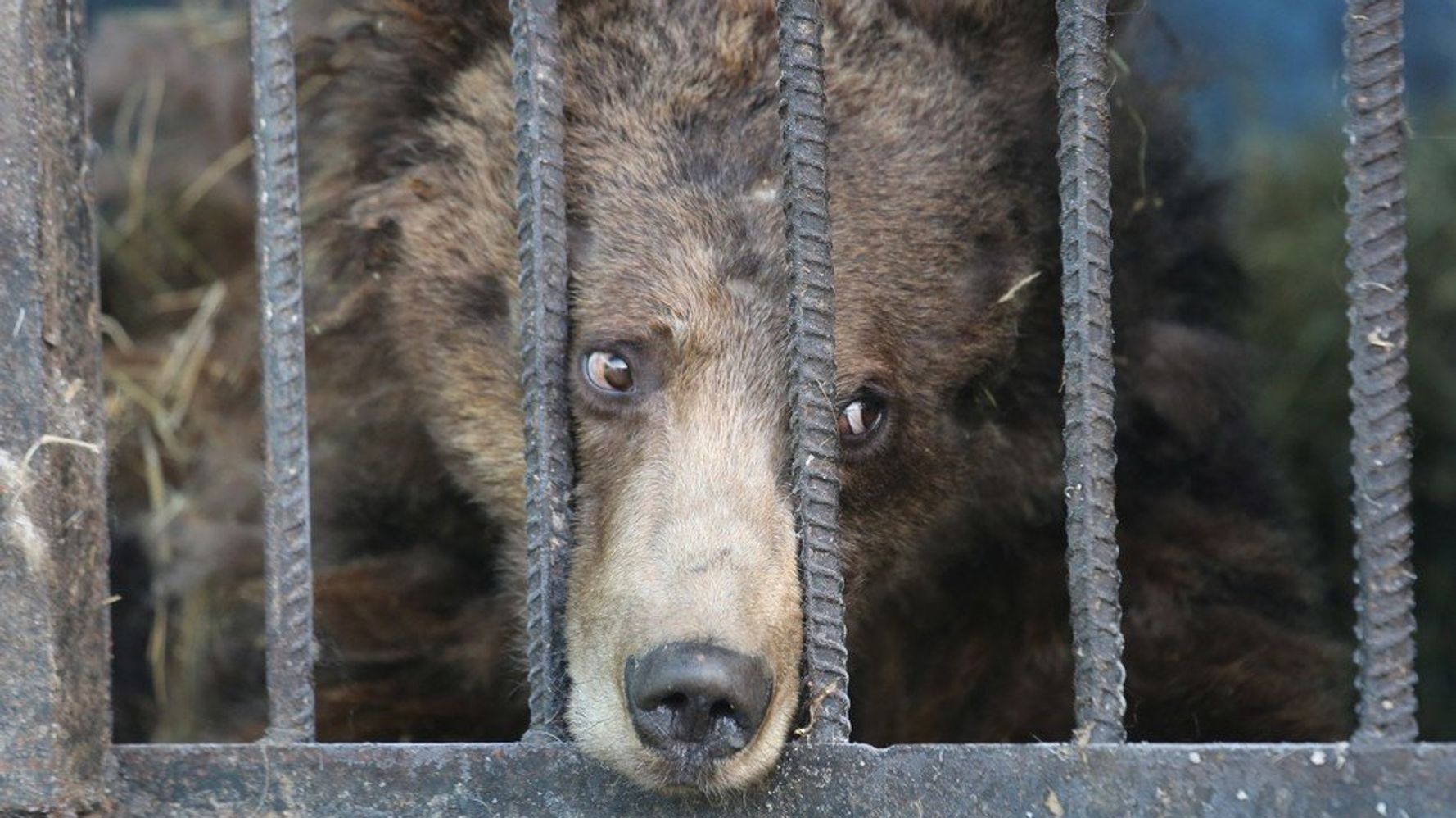 animals-left-to-die-at-abandoned-zoo-are-losing-their-minds-huffpost