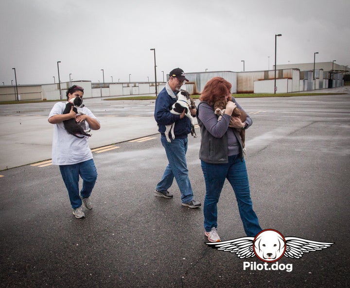 The puppies are carried from the van by Gigi, Mike, and Pam to the airplane and loaded for their flight to safety.