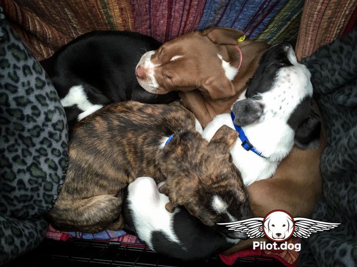 During the flight the puppies were surrounded by blankets and comfortable.