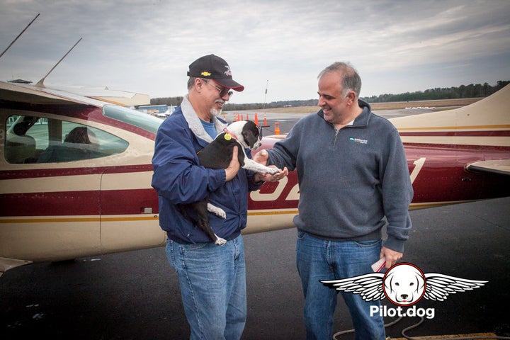 Our in-flight volunteer, Mike, prepares to hand one of the puppies to Tony for the next leg of the flight.