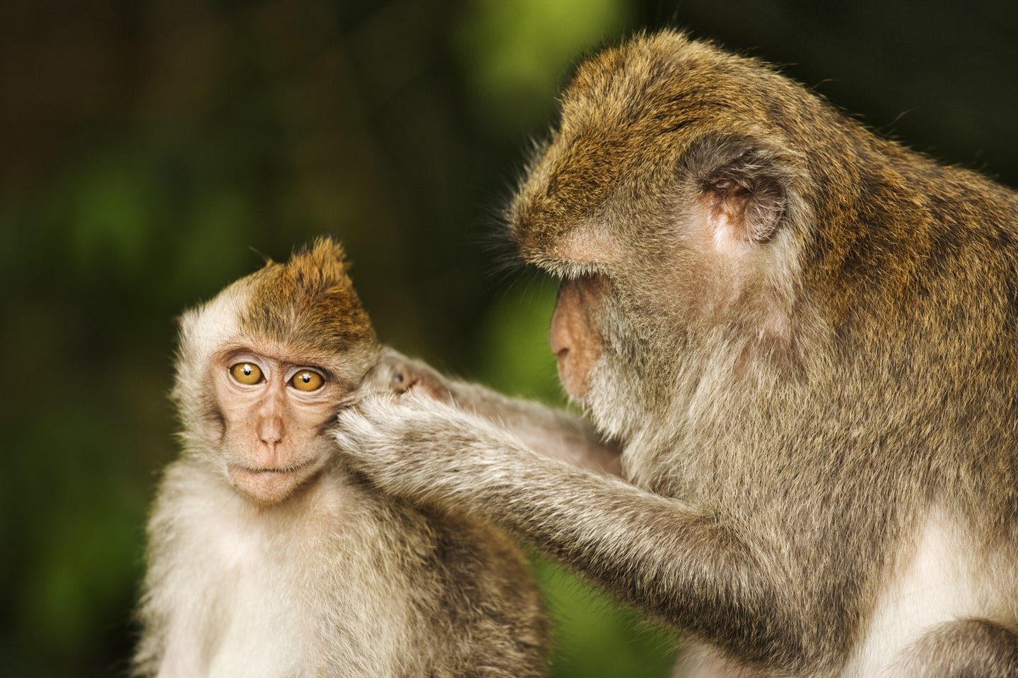 Chinese Scientists Engineer 'Autistic' Monkeys | HuffPost Impact