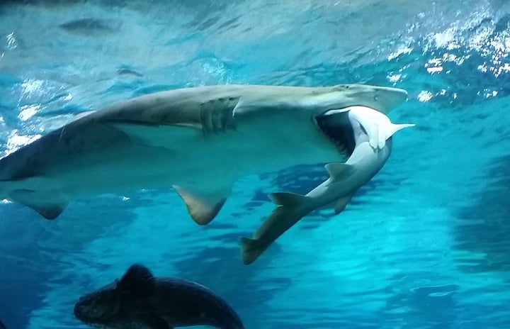 The sand tiger shark feasted on her opponent for 21 hours.