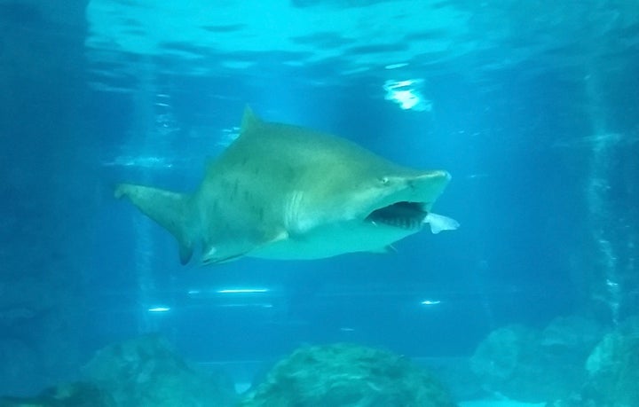 Sand tiger sharks can grow to 10.5 feet long in the wild.