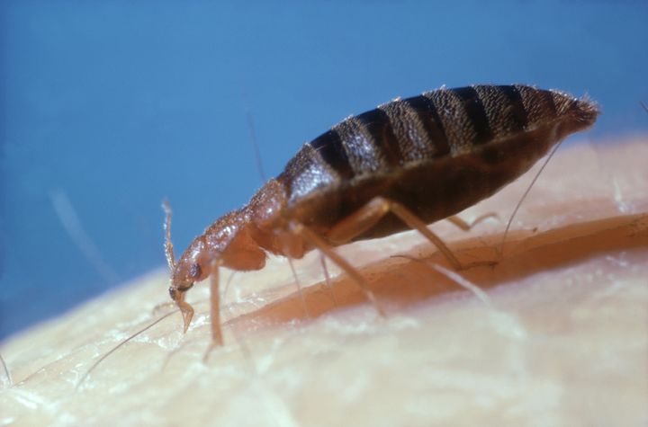 A bed bug on human skin. While the bugs don't cause illness, their bites itch.