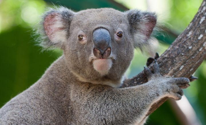 A koala requires more than double the daily amount of sleep we do.