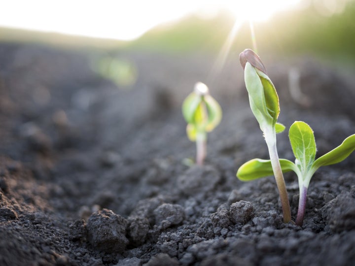 Seed and bud imagery may be used in Imbolc rituals.