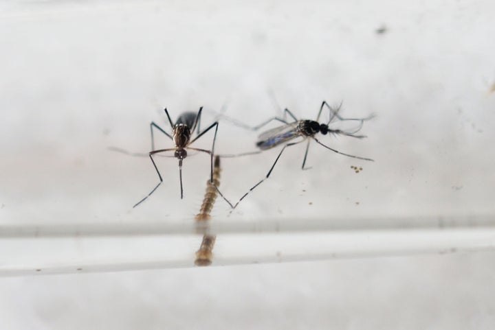 The Zika virus is carried by the aedes aegypti mosquito.