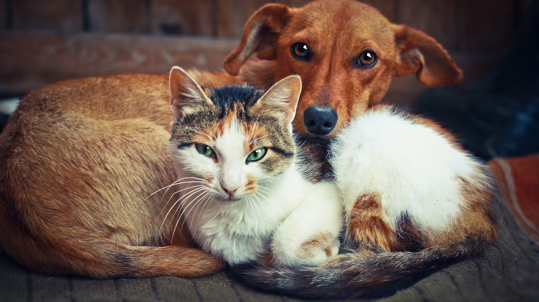 Cat and dog love best sale each other