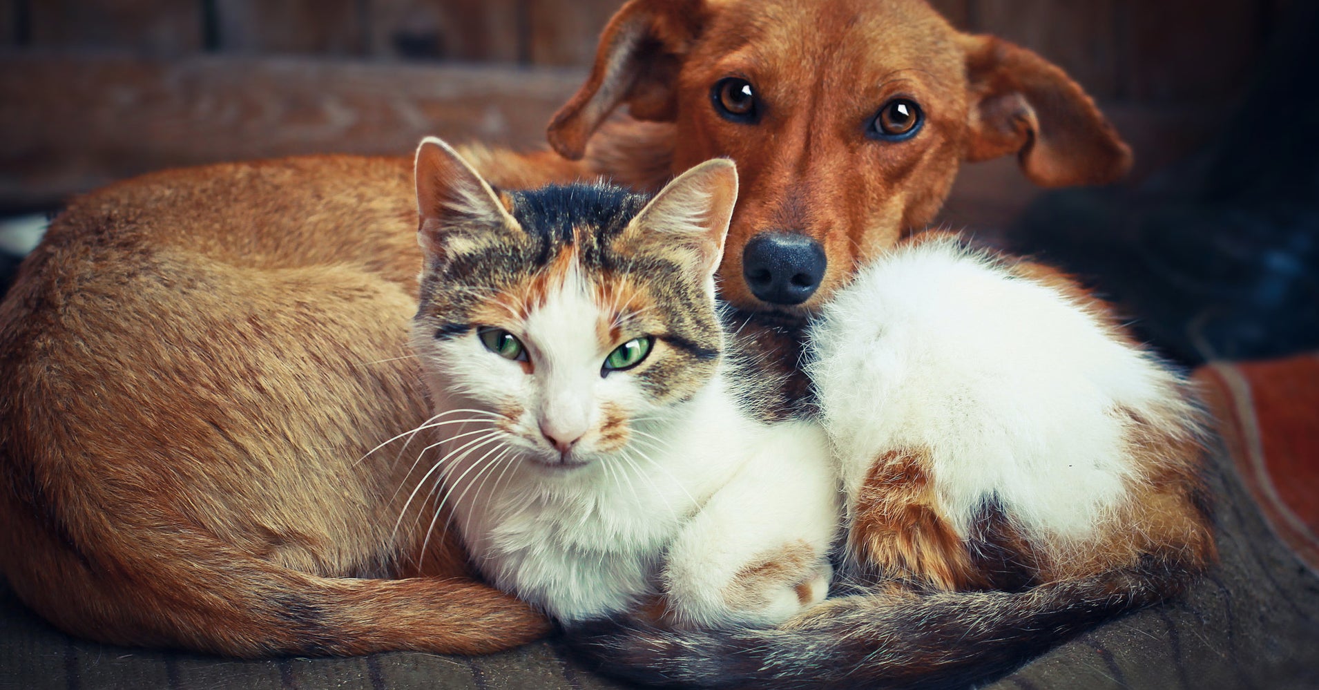 Who Loves Their Humans More Cats Or Dogs? Here’s The Answer HuffPost