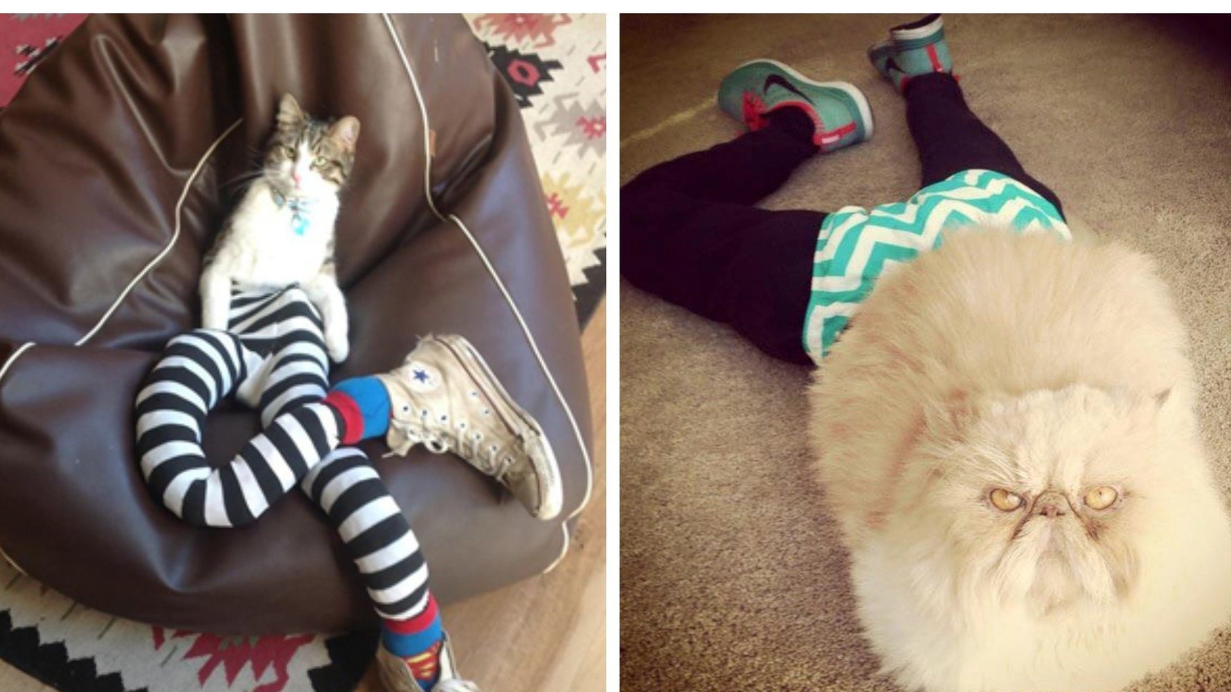 Cats wearing leggings deals