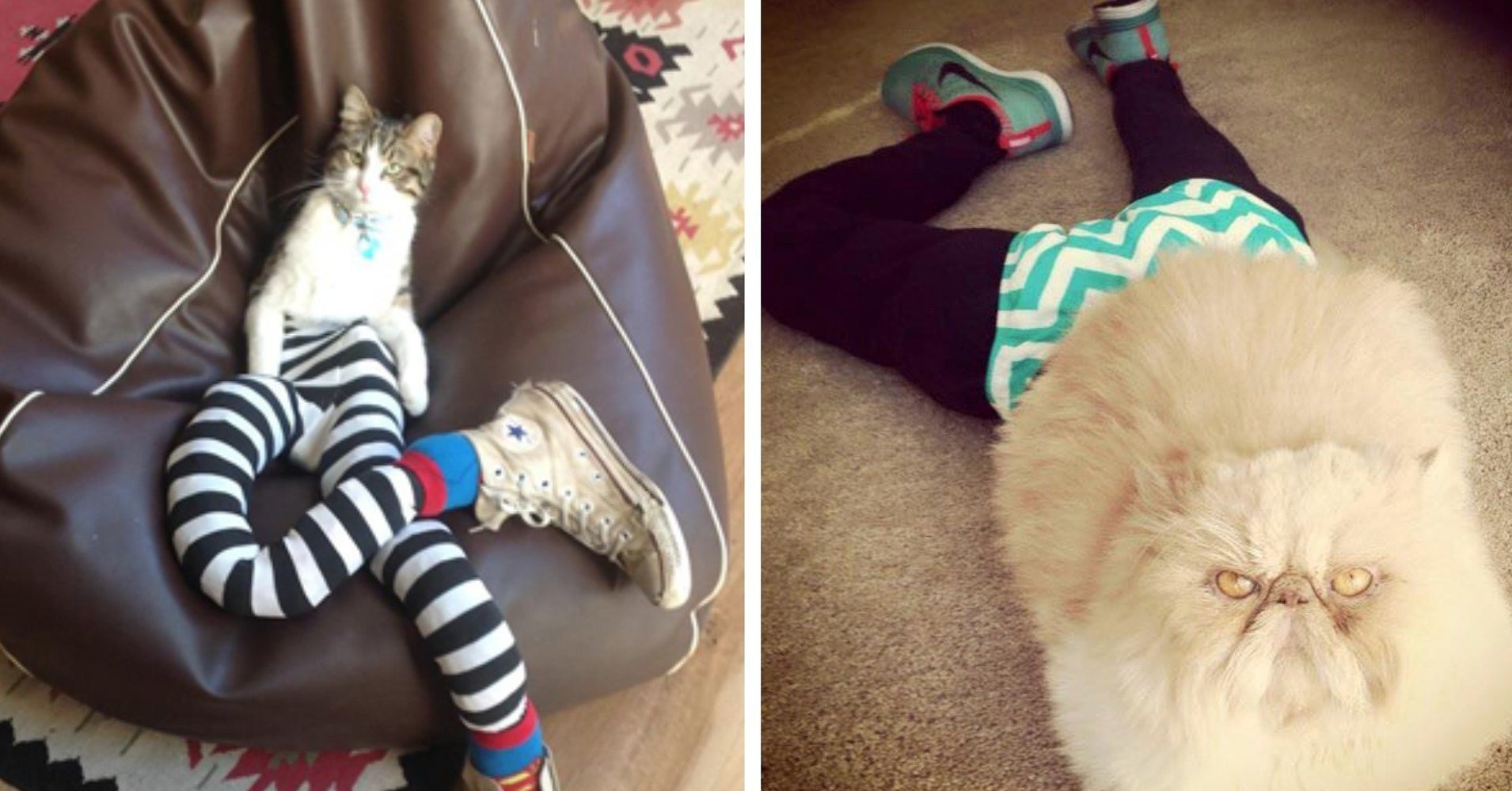 Cats Wearing Tights Is The Weirdest Meme We Never Knew We Needed HuffPost
