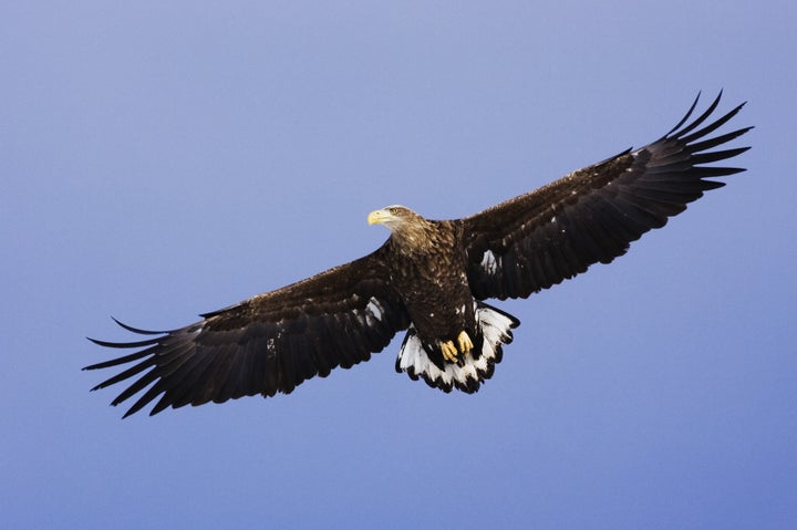 White-tailed eagles' scaly talons are strong and tough enough to seize most consumer-grade drones without injury from the blades.