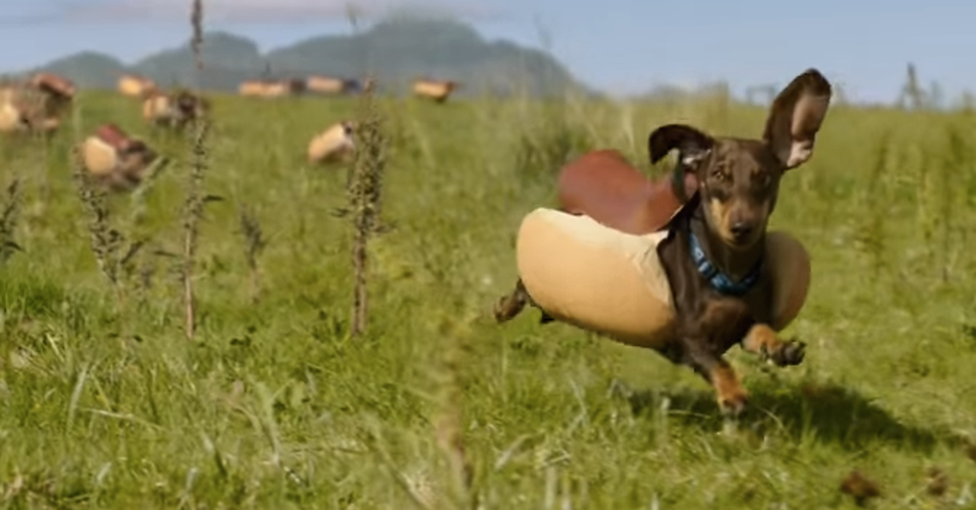 Heinz's Super Bowl Ad Is A Glorious SloMo Stampede Of Wiener Dogs