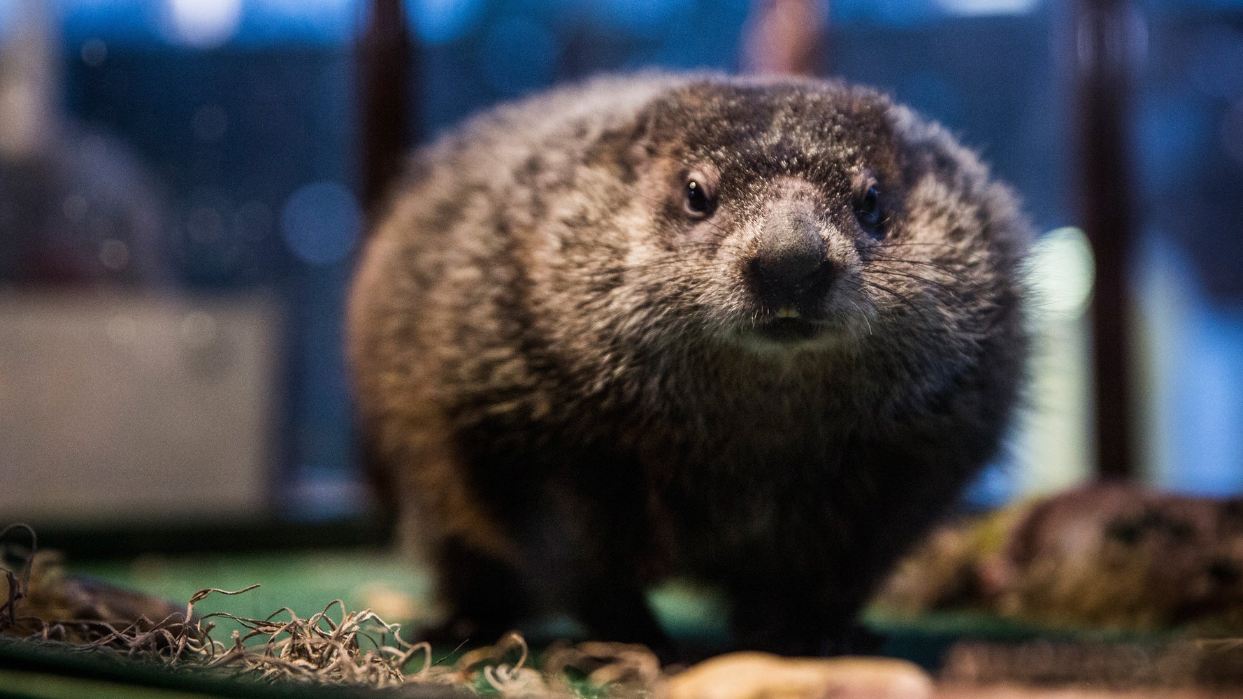 Groundhog 2025 shoes website