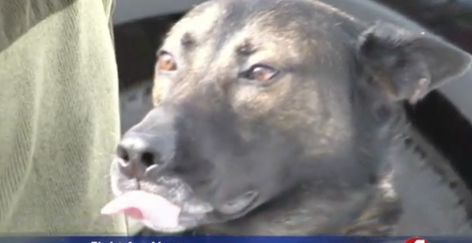 Ajax the police dog may get to stay with his owner after all.