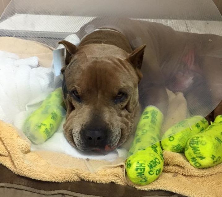 Goliath aka Tuff Guy in recovery at Central Maui Animal Clinic.