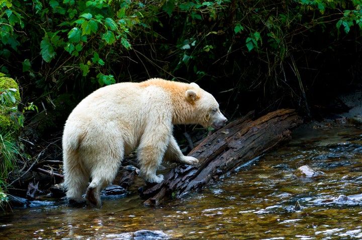 The spirit bear, a rare subspecies of black bear that is not albino, is found almost exclusively in the rainforest.