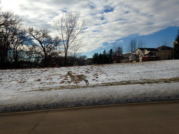 Authorities in eastern Iowa are asking residents to be on the lookout for a runaway goat, believed to be seen here.