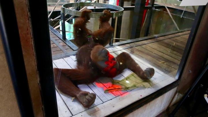 Malu, a 12-year-old orangutan at the Melbourne Zoo, is seen testing out a video game that's projected into his enclosure with an Xbox Kinect.