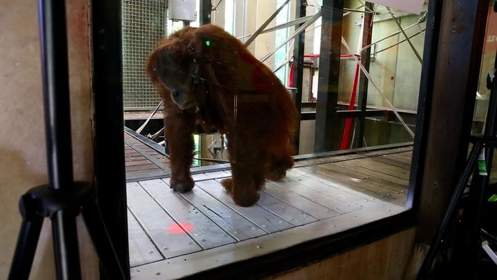 An interactive red light is seen projected into the orangutans' enclosure at the Melbourne Zoo in Australia.