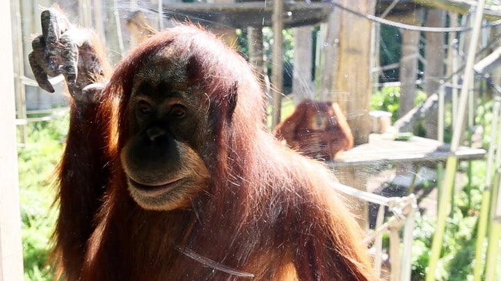 Researchers stress that the highly intelligent animals need mental stimulation, especially when residing in man-made enclosur